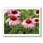 Photo Greeting Card Of Cone Flowers by Kurt Neumann